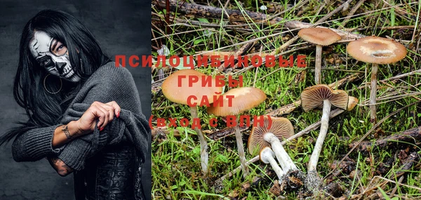 PSILOCYBIN Михайлов